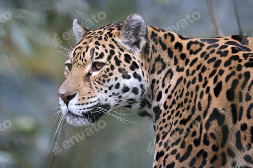 Vorschau: Porträt eines Jaguar-Tieres (Panthera Onca)