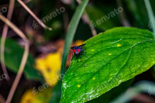 Preview: Kenya Small Insects Macro Animals Fauna Plants Flowers Vegatations Field