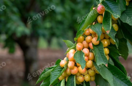Preview: Cherry with leaf and stalk. Cherries with leaves and stalks.