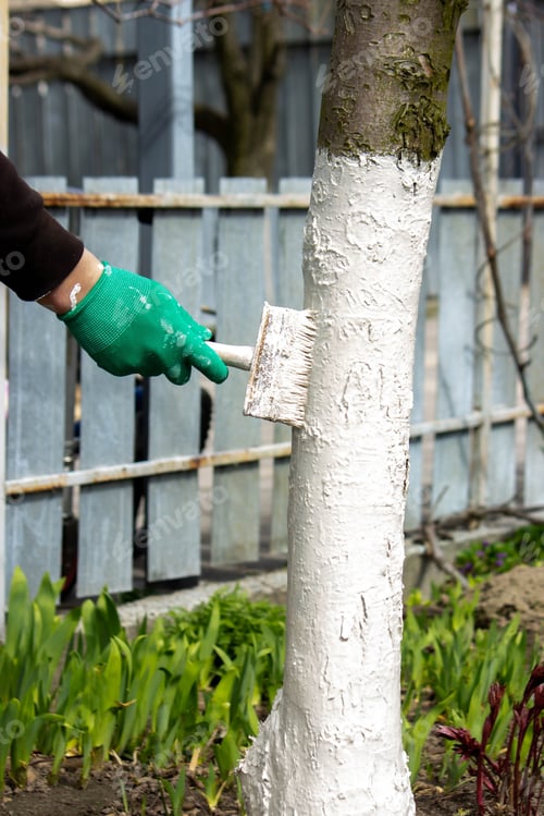 Preview: a man whitewashes trees in the garden in spring. Selective focus