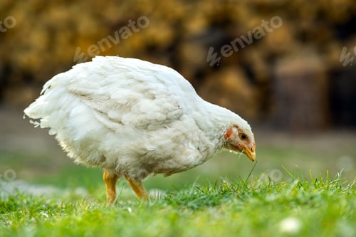 Preview: Hen feed on traditional rural barnyard. Close up of chicken standing on barn yard