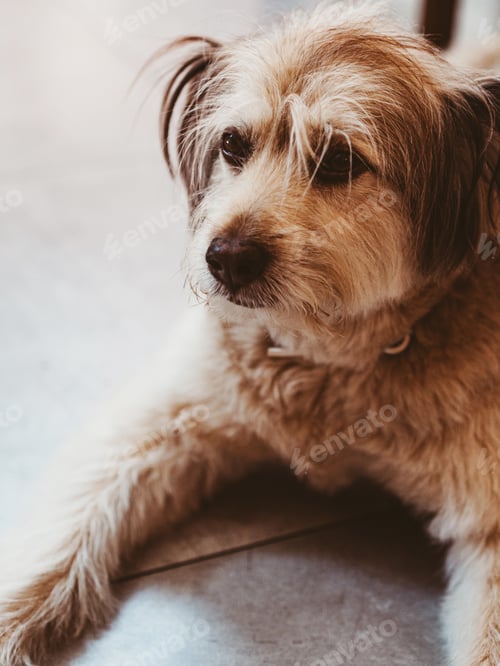 Visualização: Portrait of sad dog lying on floor on front paws, waiting for people to come back home.
