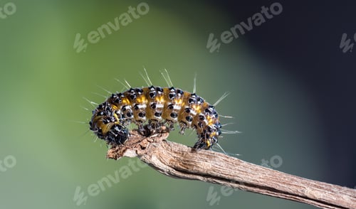 Preview: Genista Caterpillar