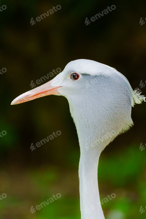 Preview: Closeup of a Rare and Beautiful Bird with Unique Features and Striking Appearance in Nature