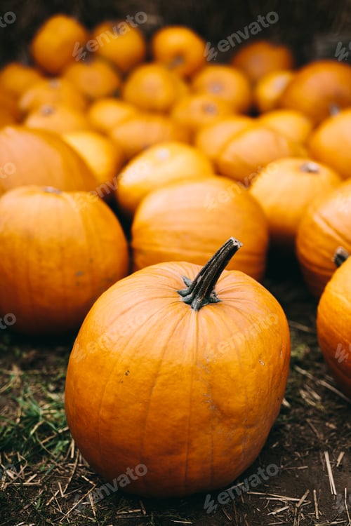 Preview: Fresh pumpkins on hay. Halloween and Thanksgiving