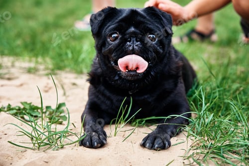 Preview: Portrait of pug dog on the grass, closeup