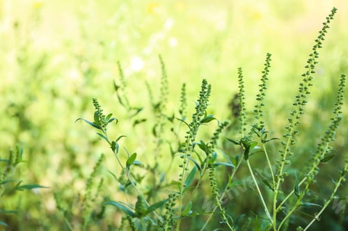 Preview: Blooming Ragweed (Ambrosia) bush outdoors, closeup. Seasonal allergy