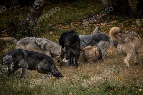 Preview: wolf, pack, togetherness, group, wilderness