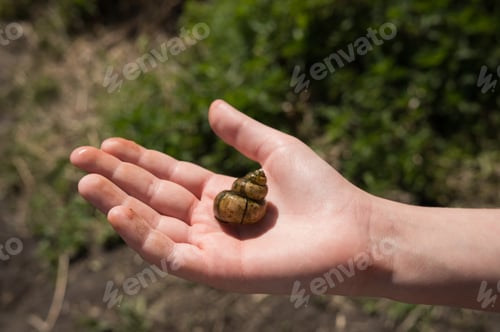 Preview: Hand holding snail shell in nature setting outdoors