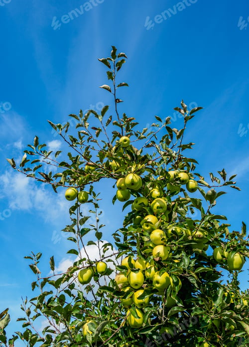 Preview: Apple Orchard in Poland