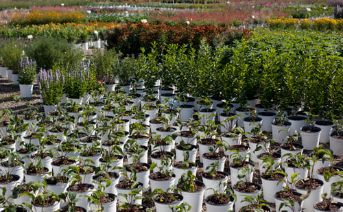 Preview: Rows of a variety of potted plants at plant nursery