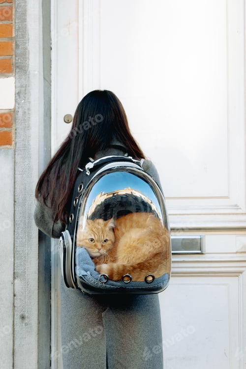 Preview: Portrait of a girl with a cute red cat in a backpack.