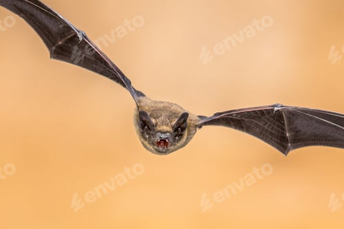 Preview: Flying Pipistrelle bat on brown background