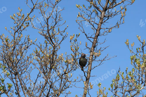 Preview: Starling on a tree at Citylife park, Milan