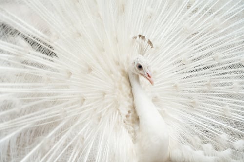 Preview: Peacock bird displaying out spread tail feathers with colorful plumage in zoo park. Wild animal.