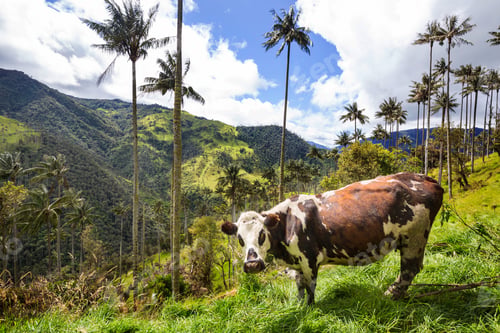 Preview: Cow