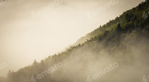 Preview: Fog cover the forest.