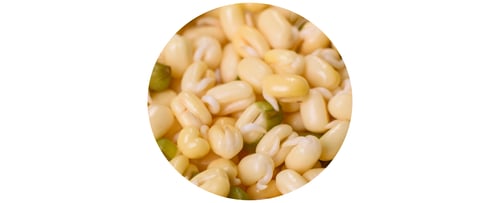 Preview: Fresh sprouted mung beans as ingredients in vegetarian cuisine