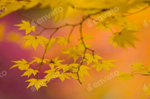 Preview: Branches of a Japanese Maple tree with vibrant red leaves, autumn foliage. Palmate leaf shape.