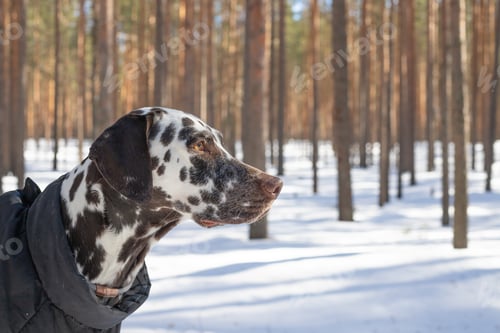 Preview: cute dog in a winter jacket in a snowy forest.beautiful Dlmatian walksin warm coat through the