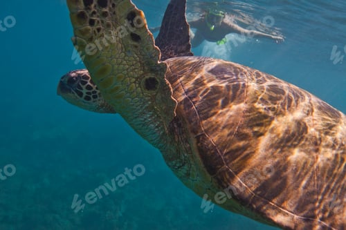 Preview: Sea turtle, woman snorkelling in background