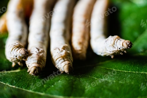 Preview: Group heads of silk worms, Bombyx mori, eating mulberry leaves with their sharp teeth.