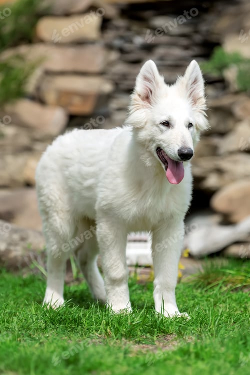 Preview: Berger Blanc Suisse White german shepherd poppy