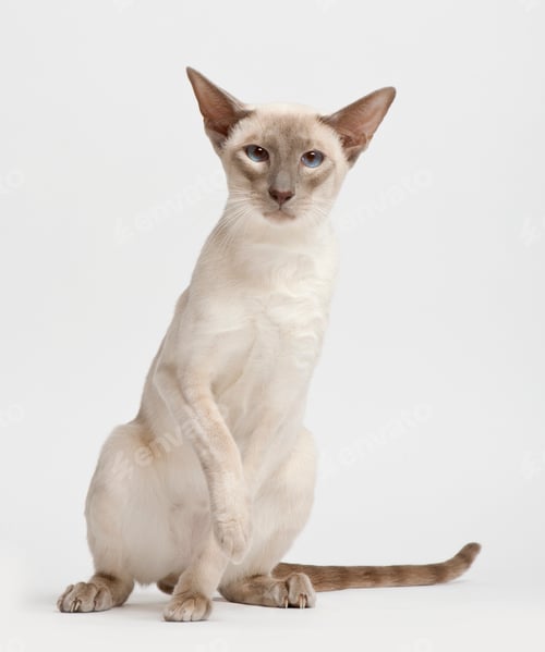 Preview: Siamese cat, portrait against white background