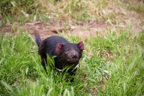 Preview: Tasmanian devil in lush grass