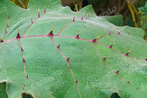 Preview: Naranjilla (Solanum Quitoense). Called Lulo Also