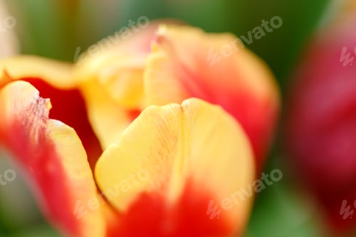 Preview: A bunch of tulips on the window. Still life with colorful tulip flowers bouquet on window sill