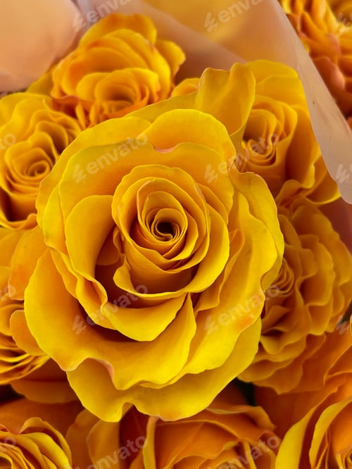 Preview: Roses