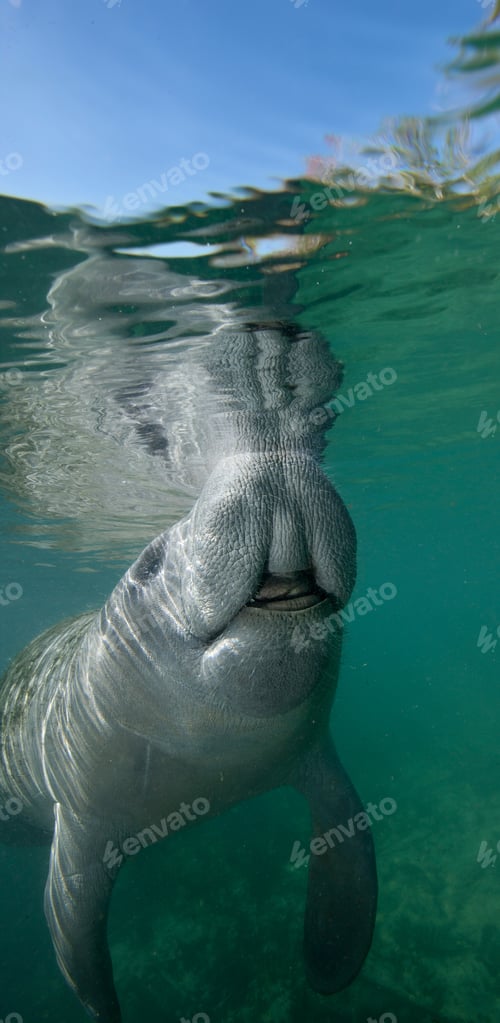 Preview: Florida Manatee