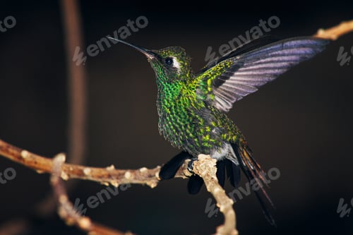 Preview: Closeup shot of green crowned brilliant hummingbird perched on a twig with its wings spread wide