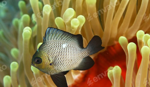 Preview: Amazing underwater world, Underwater world scene.