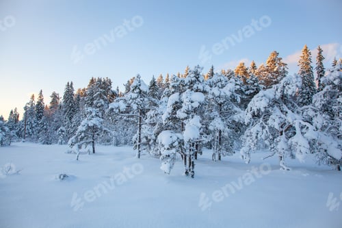 Preview: beautiful winter landscape snow tree