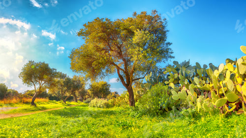 Preview: Blooming olive garden at Cape Milazzo during daytime.