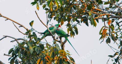 Preview: Two Rose-ringed parakeets siting and kissing together on tree branch . Sittacula krameri, ringneck