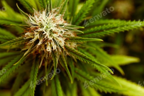 Preview: plant sativa cannabis beautiful background of the theme of legalization and medical hemp in the