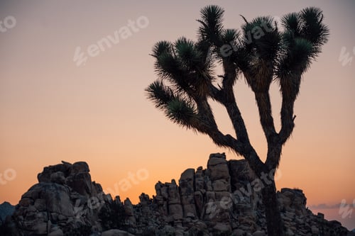 Preview: Sunset gold hour orange skies in desert mountains joshua tree twilight colorful California