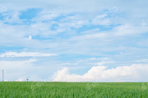 Preview: Green meadow with blue sky and fluffy clouds on the horizon
