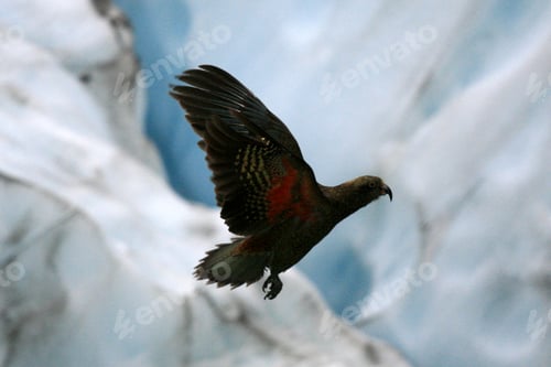 Preview: Franz Josef Glacier, New Zealand