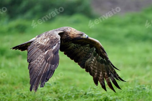 Preview: Golden eagle (Aquila chrysaetos)