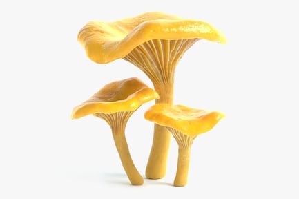 Preview: Golden Chanterelle Mushroom Trio
