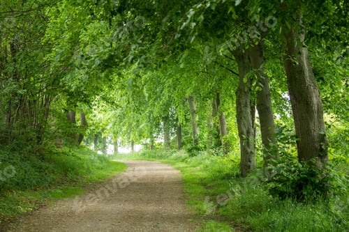 Preview: Closeup shot of a road through the forest