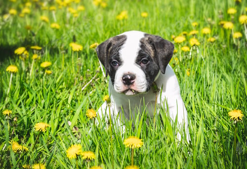 Preview: Puppy american bulldog for a walk in the park