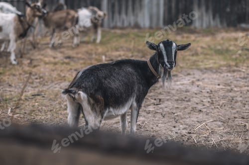 Preview: A picture of a black goat looking into camera