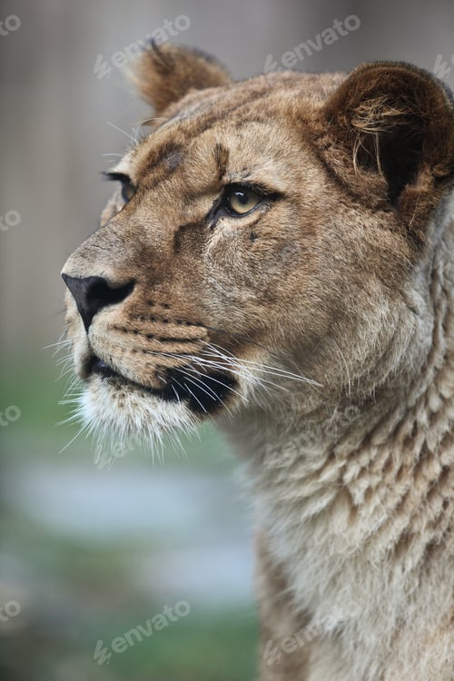 Preview: Close-up portrait of a majestic lioness (Panthera Leo) in nature