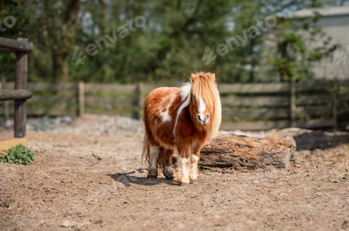Small Pony Standing in an Enclosure Outdoors