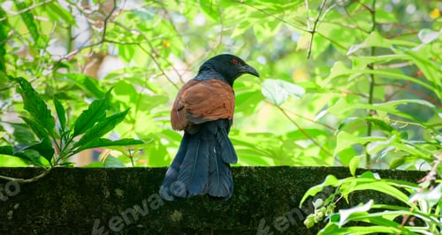 Preview: Greater Coucal bird perched on a boundary wall. View from birds back.